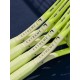 Head Extreme MP 300 Gram Tennis Racket